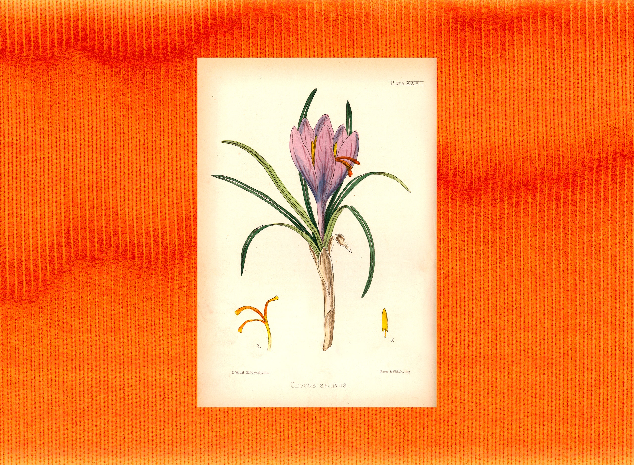 VO0525_Saffron_01