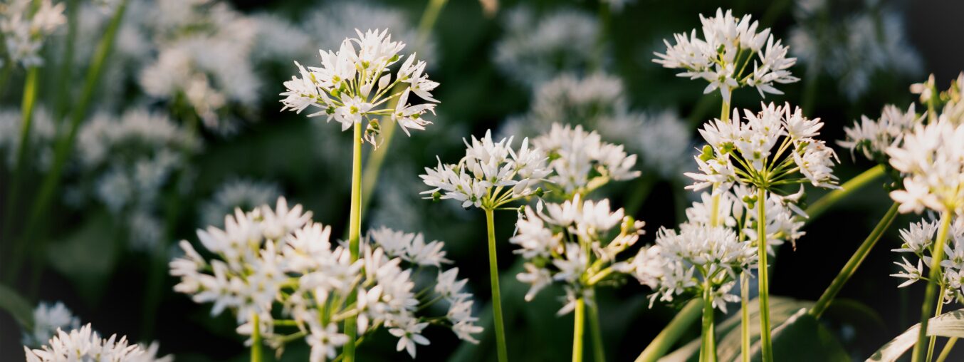 **Health Benefits of Wild Garlic**  

Wild garlic is a nutritious herb packed with vitamins, minerals, and antioxidants. It supports heart health by helping to lower blood pressure and cholesterol levels. Its antibacterial and