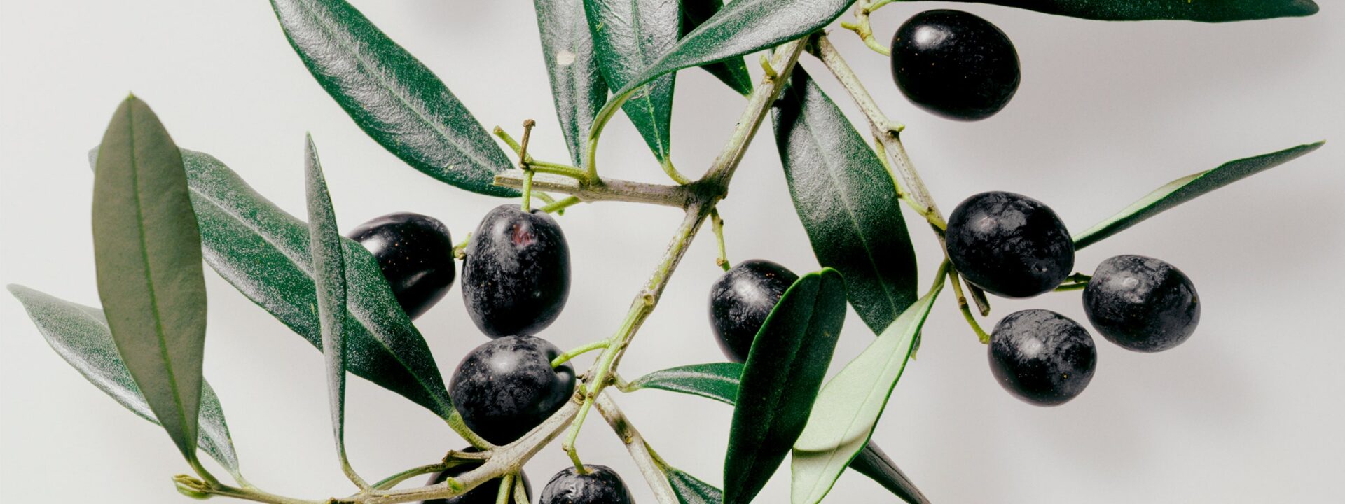 Why Black Olives Are a Great Snack During Perimenopause  

Black olives make an ideal snack for women going through perimenopause. They're packed with healthy fats, antioxidants, and essential nutrients