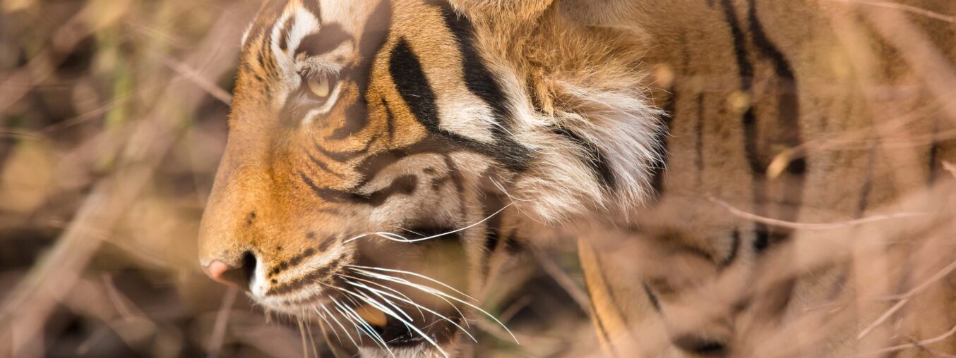 Experience the thrill of tracking majestic Royal Bengal tigers in luxury at this new safari destination in Central India.