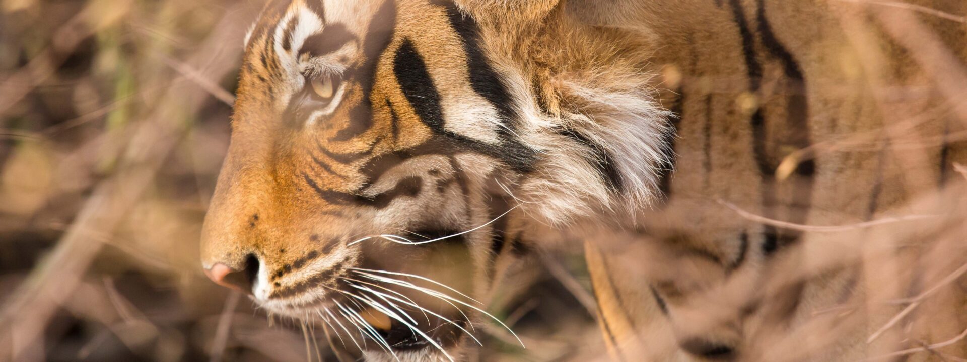 Experience the thrill of tracking majestic Royal Bengal tigers in luxury at this new safari destination in Central India.