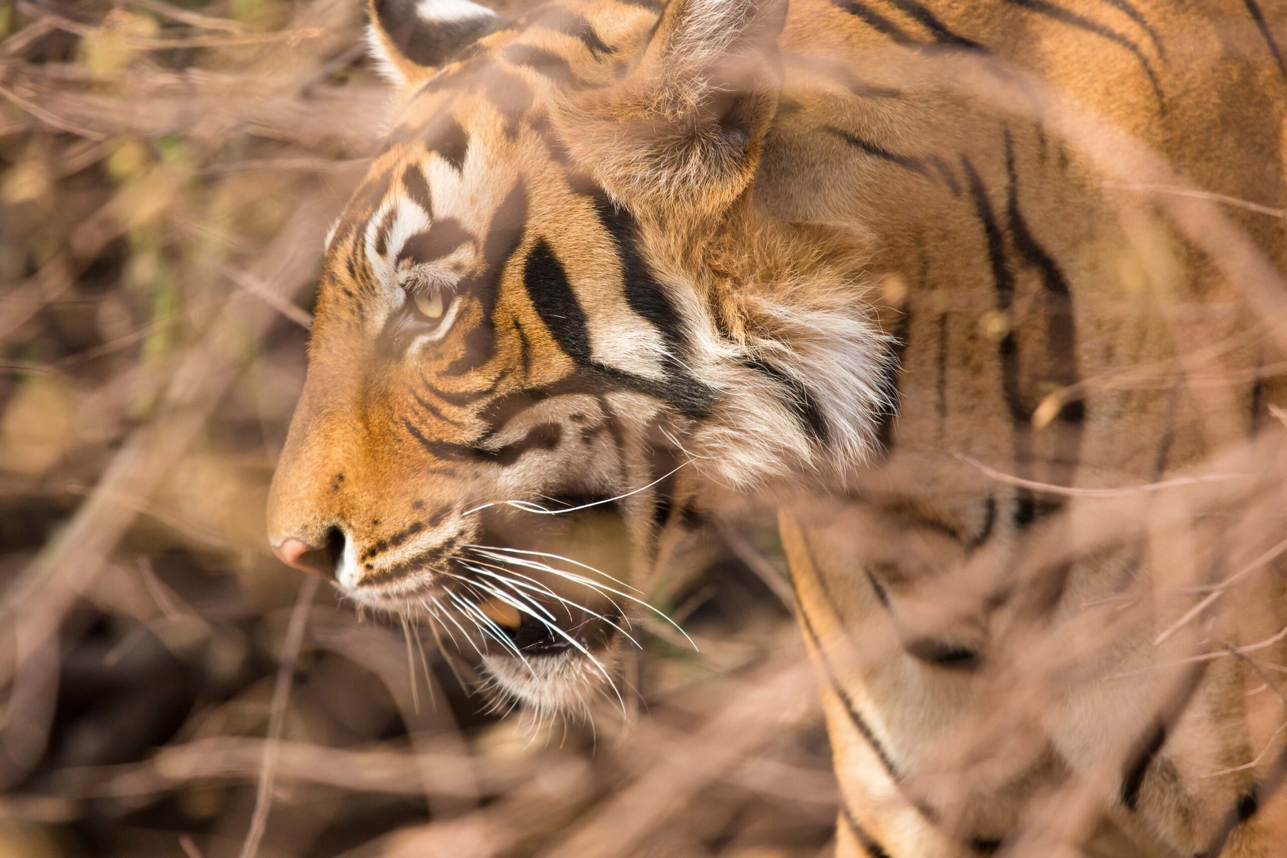 Tiger20The20Oberoi20Vanyavilas20Wildlife20Resort20Ranthambhore