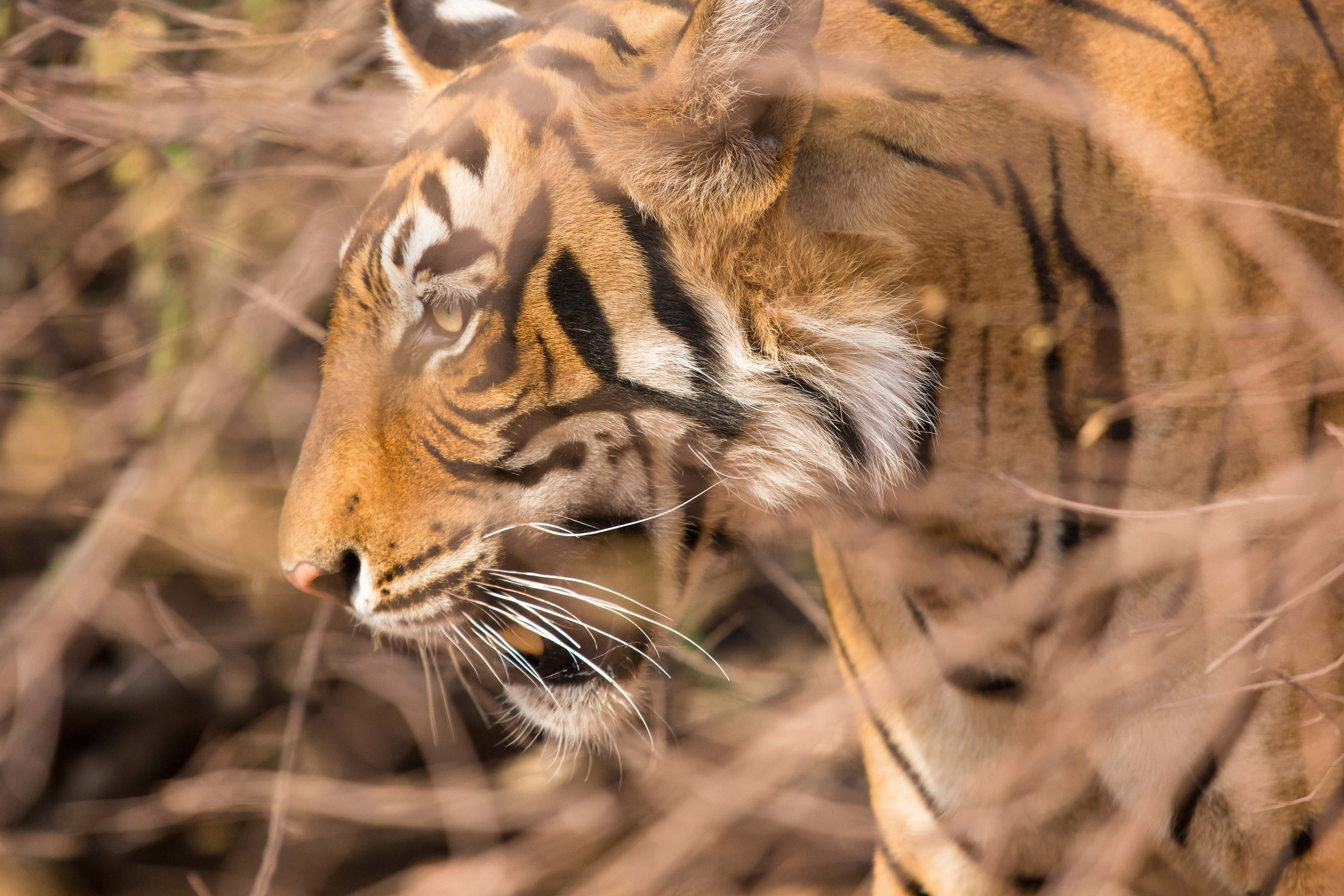 Tiger20The20Oberoi20Vanyavilas20Wildlife20Resort20Ranthambhore