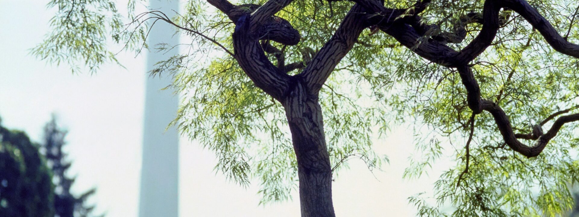 From the Archives: A White House Garden Steeped in American History