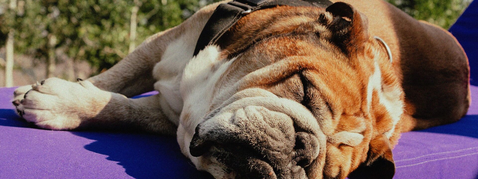 Like Lewis Hamilton, his dog Roscoe was born to be a champion.