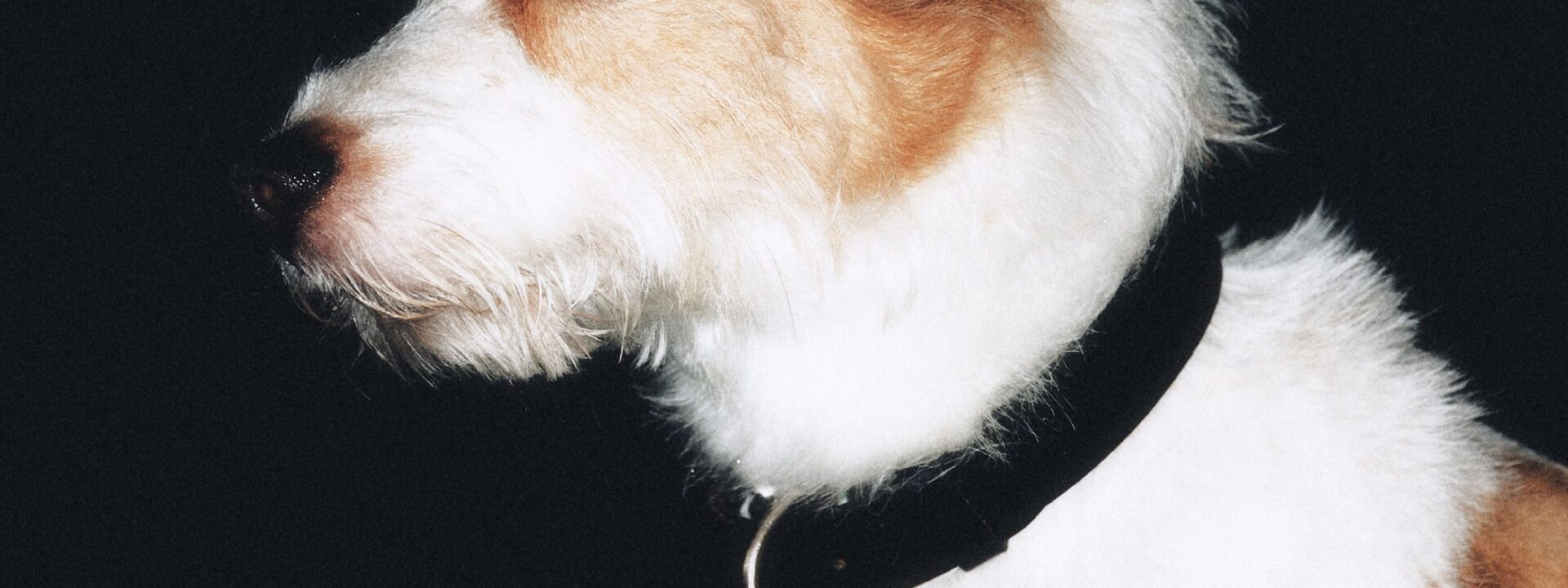How Rosé's Dog Hank Went From Rescue to Instagram's Most Popular Pup  

Here's a more natural and engaging version that keeps the original meaning while sounding more conversational. The title is now clearer and
