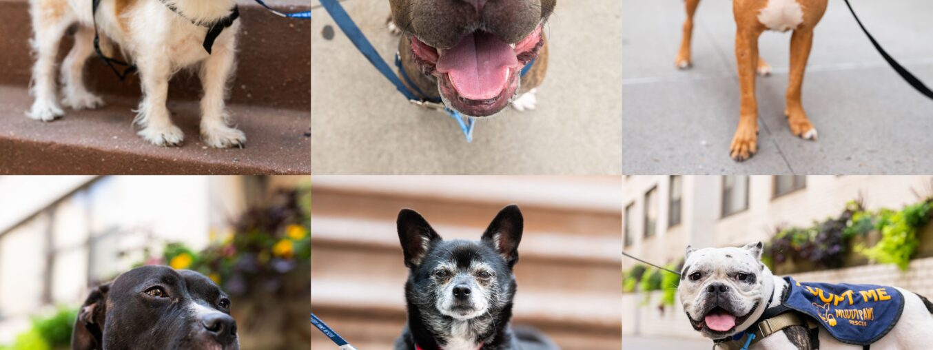 Adopt This Dog!  

(Note: "Dogue" is a playful or stylized way to say "dog," often used in memes or social media. If you prefer the standard spelling