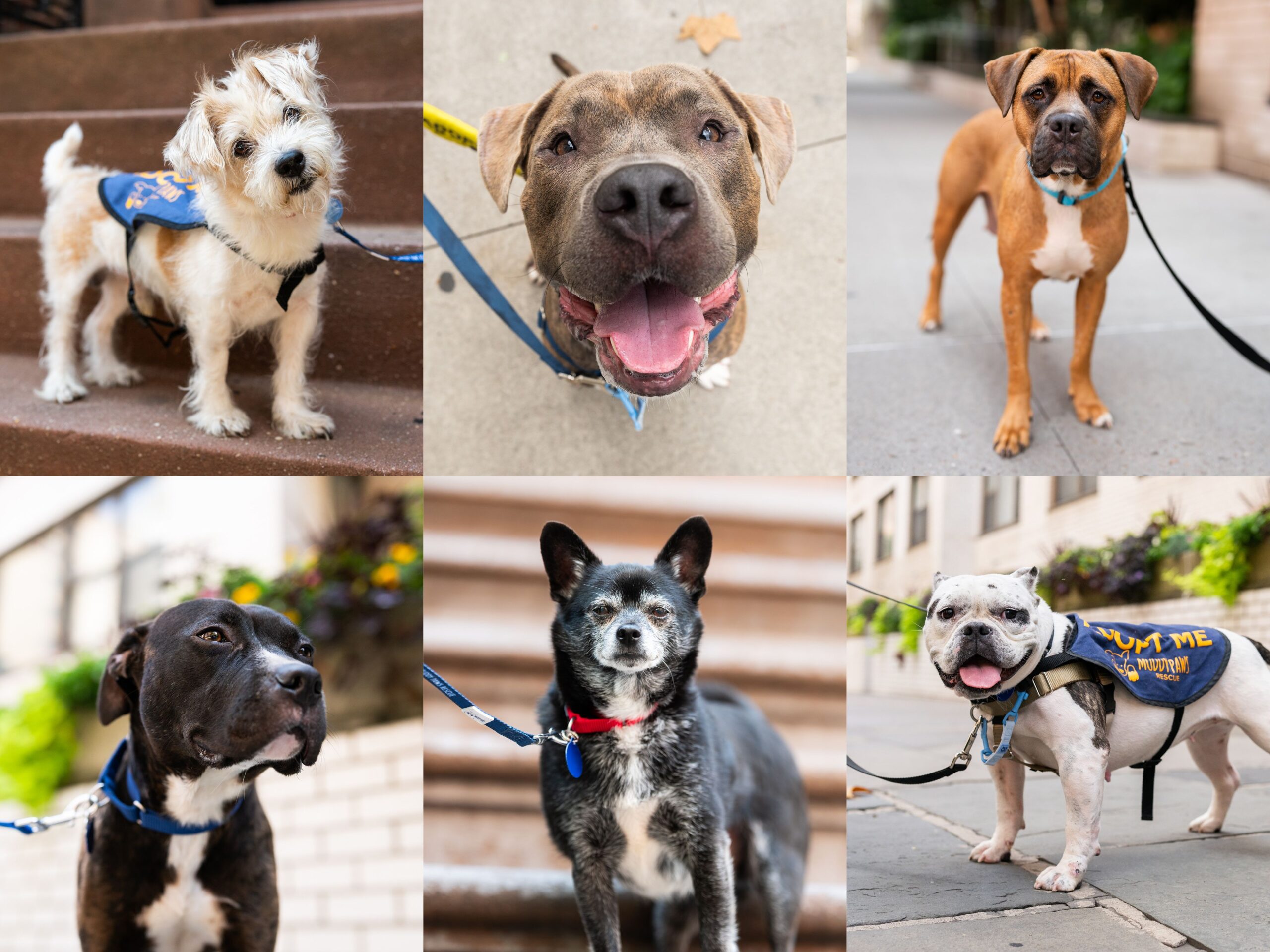 4×3-STORY-THEDOGIST