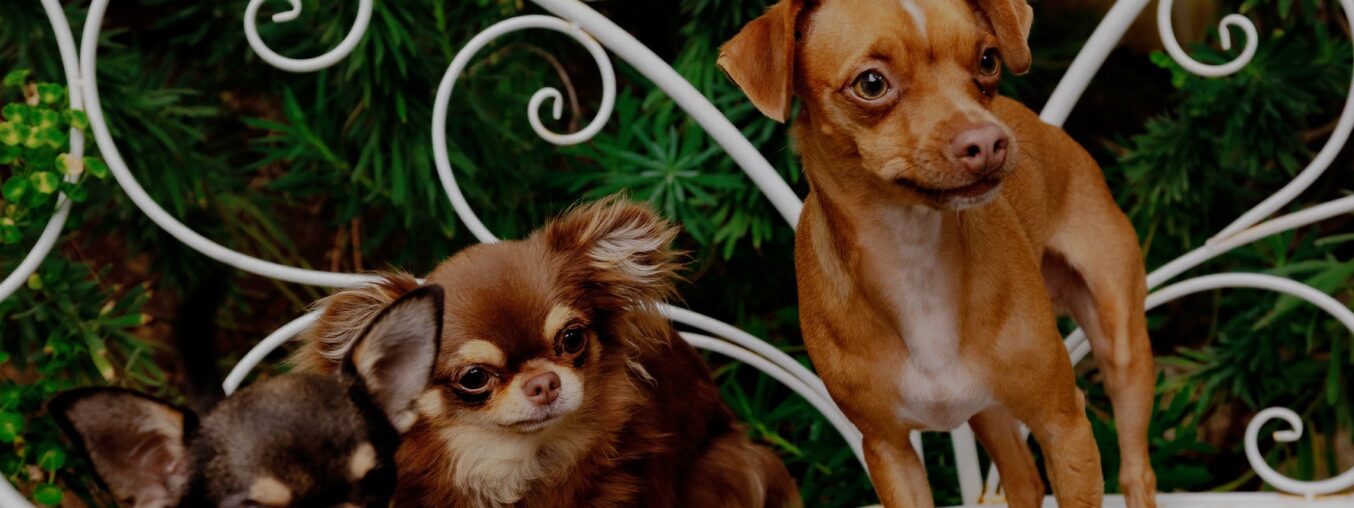 Mikey Madison is a proud stage mom to her chihuahuas, Peaches, Birdie, and Jam.