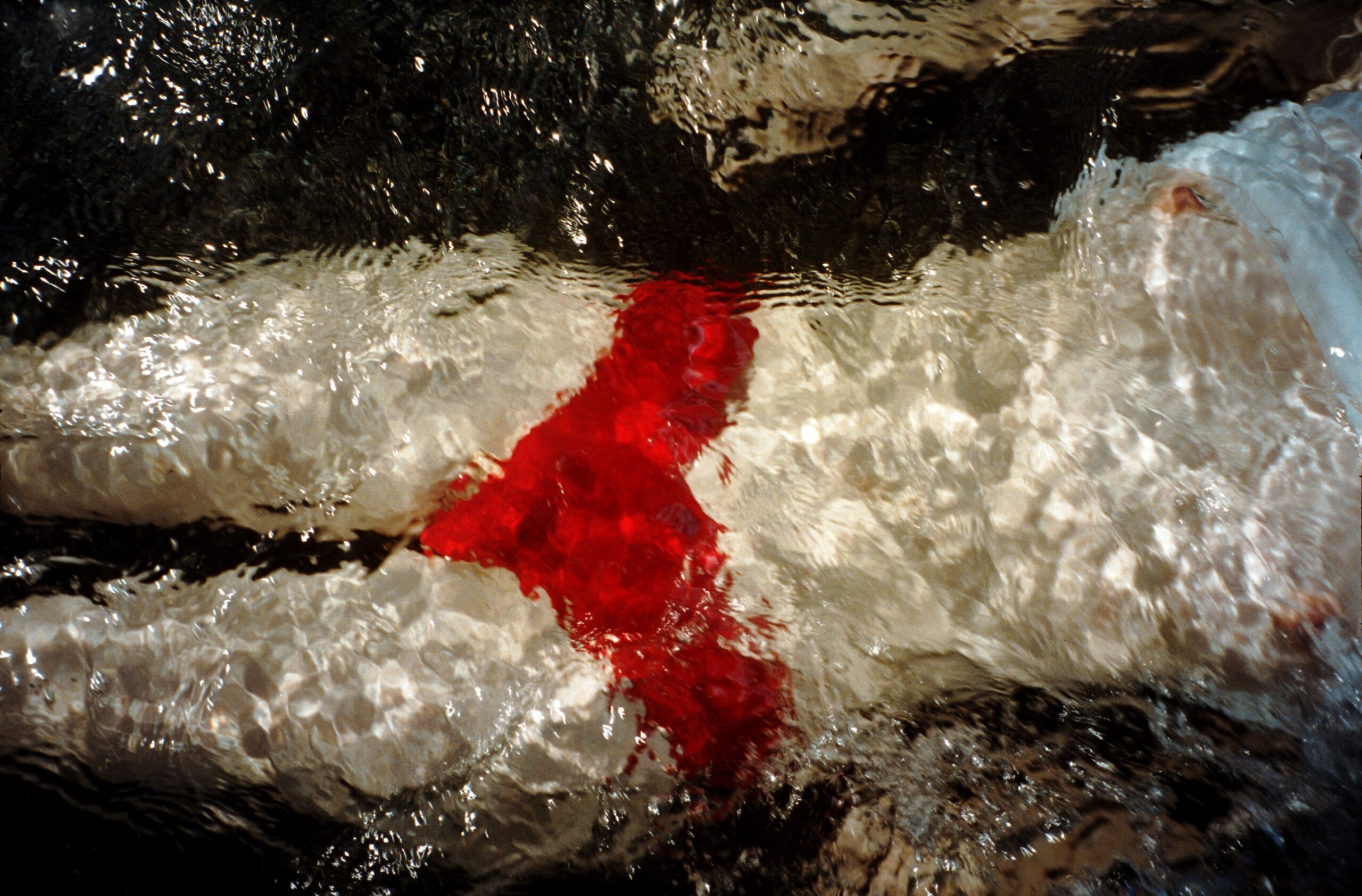 320-20Underwater-20202220-2033cab9e6-0f68-4cb5-9e74-06863d35c0b1