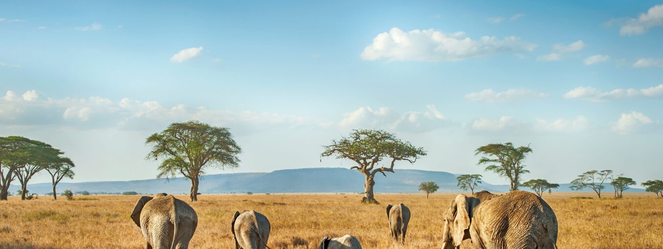 Top 15 African Safaris for Your Ultimate Travel Wish List