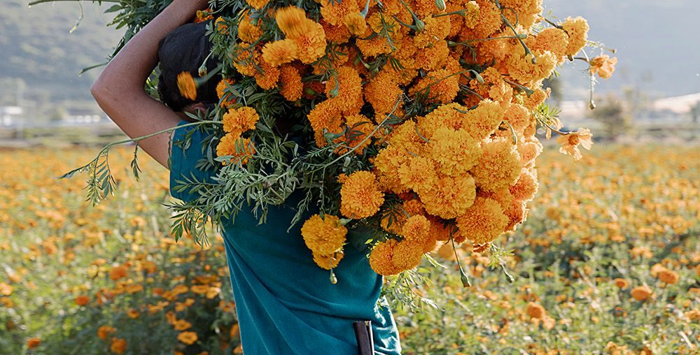 How Marigolds Became the Flower of Mexico's Day of the Dead