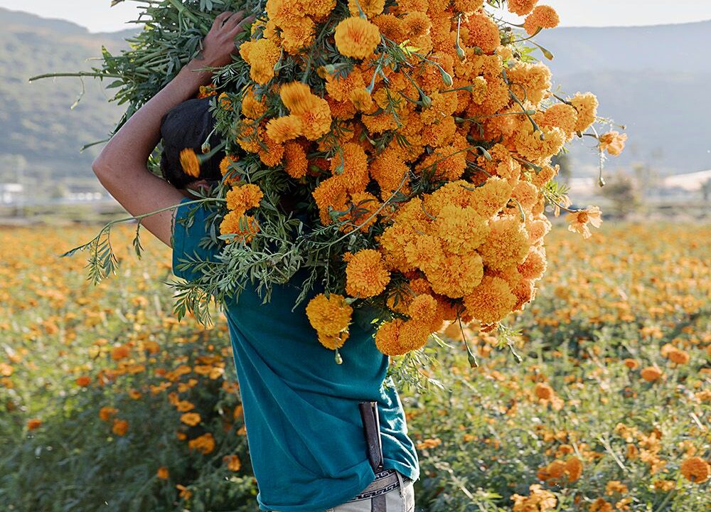 How Marigolds Became the Flower of Mexico's Day of the Dead