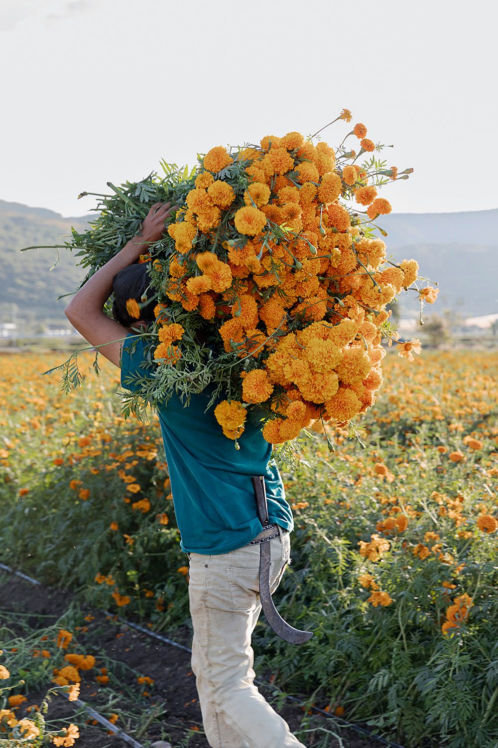 Navarro_Flower20Field3