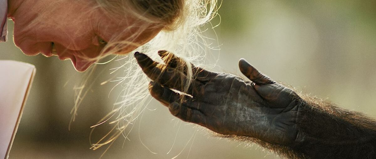 Vital Impacts introduces its yearly print collection, including signed prints by Jane Goodall.