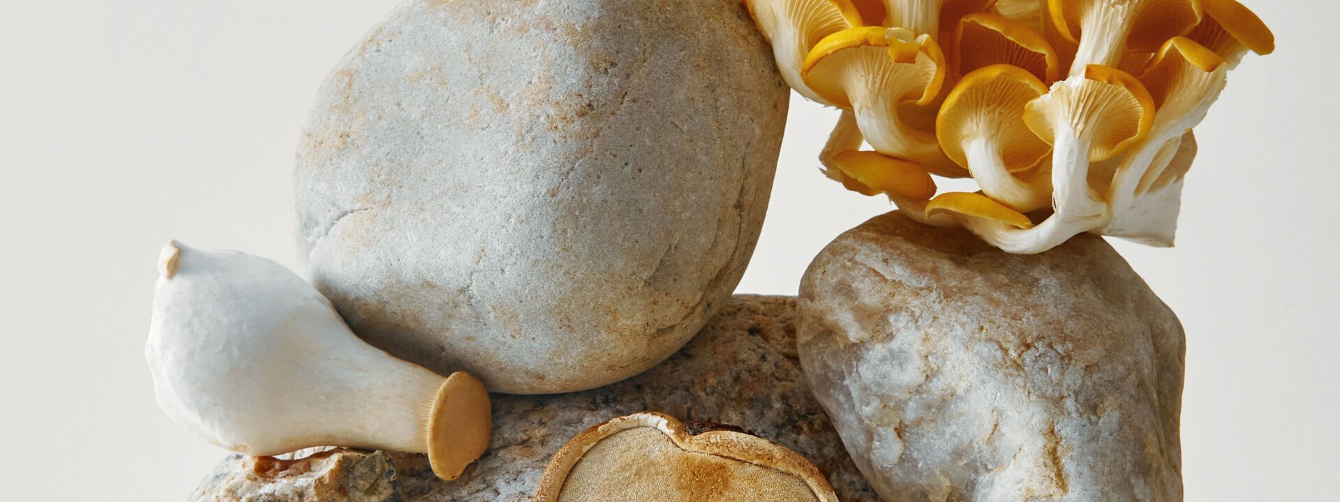 Here are 10 reasons to make mushrooms a daily part of your diet:
1.