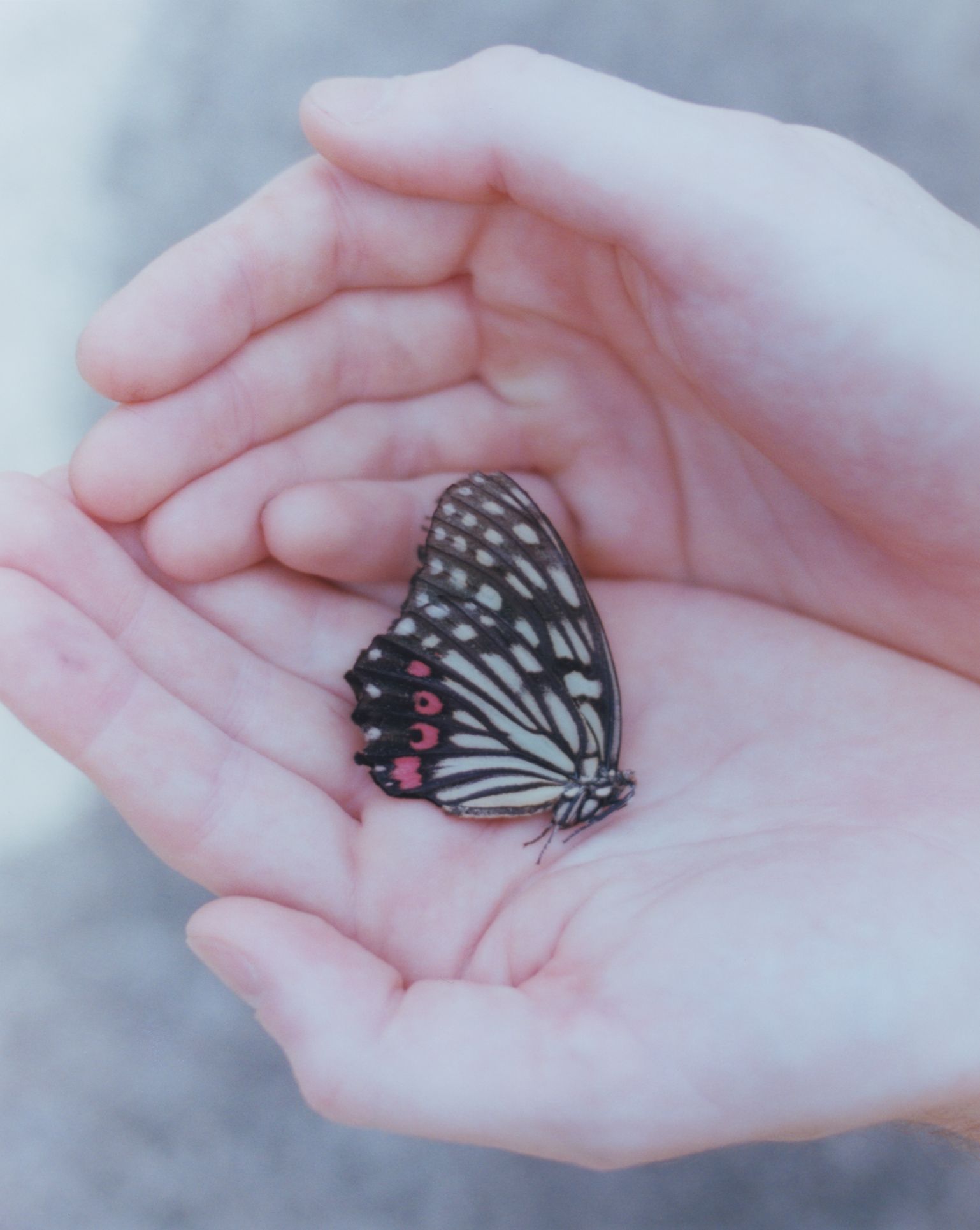 Butterfly20death20in20hands202023