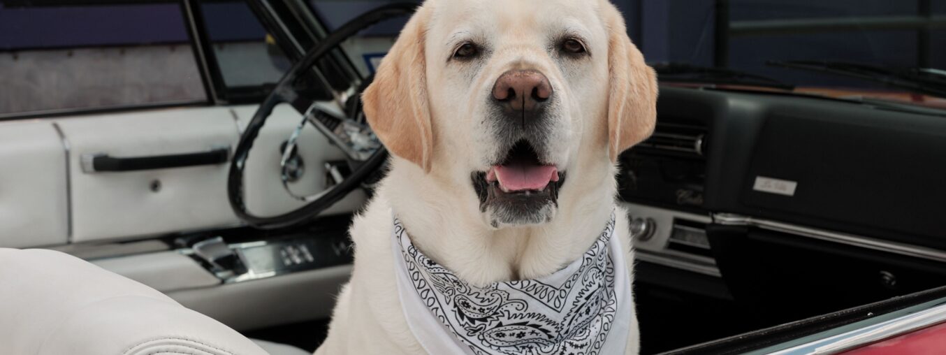 The 2026 Dogue Cover Star Competition is back.