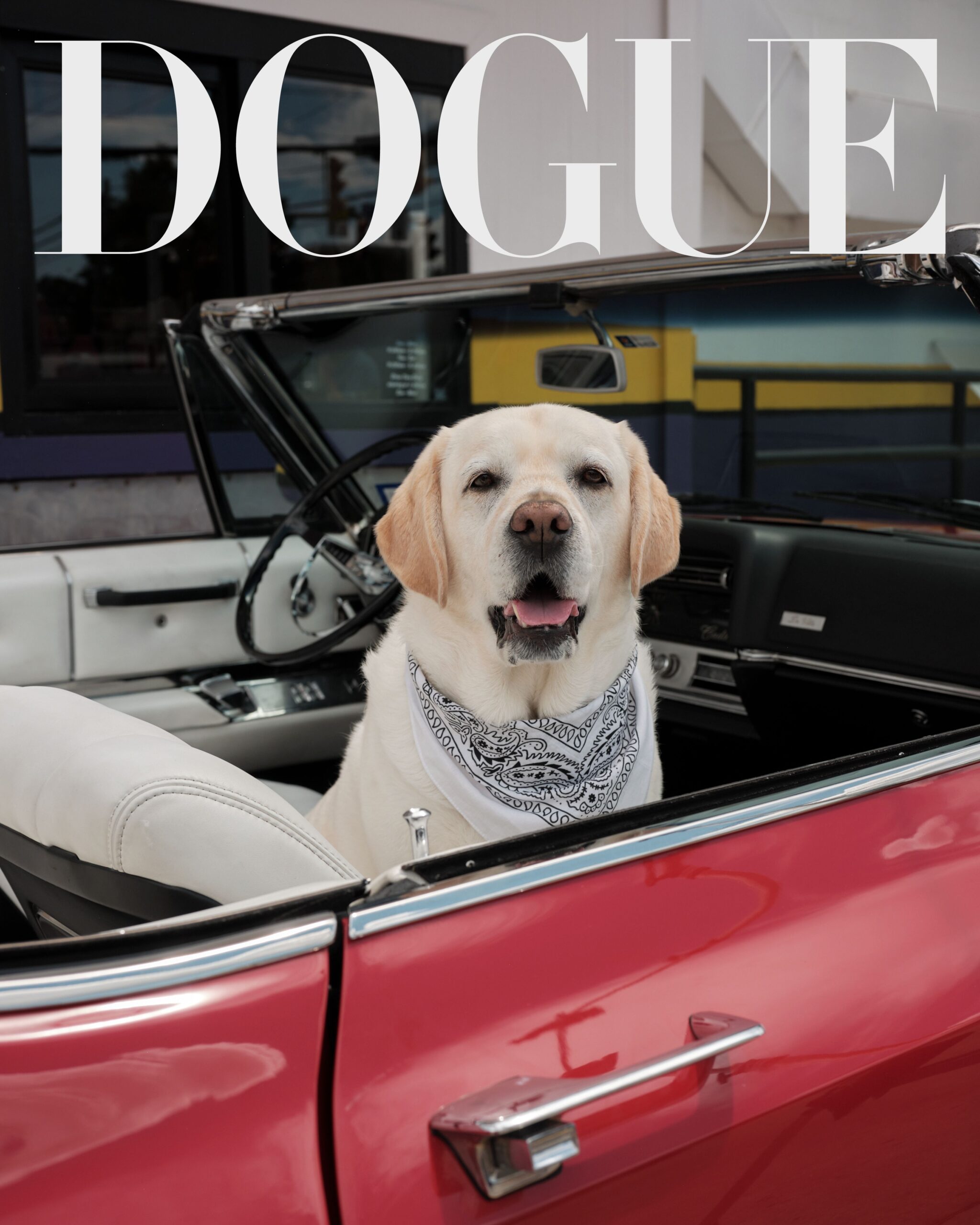 DOGUE26_Cane3