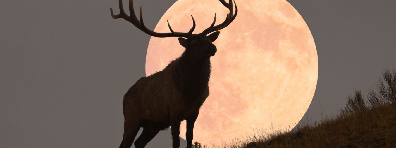 The Full 'Buck Moon' is coming—here's what it means for each zodiac sign.