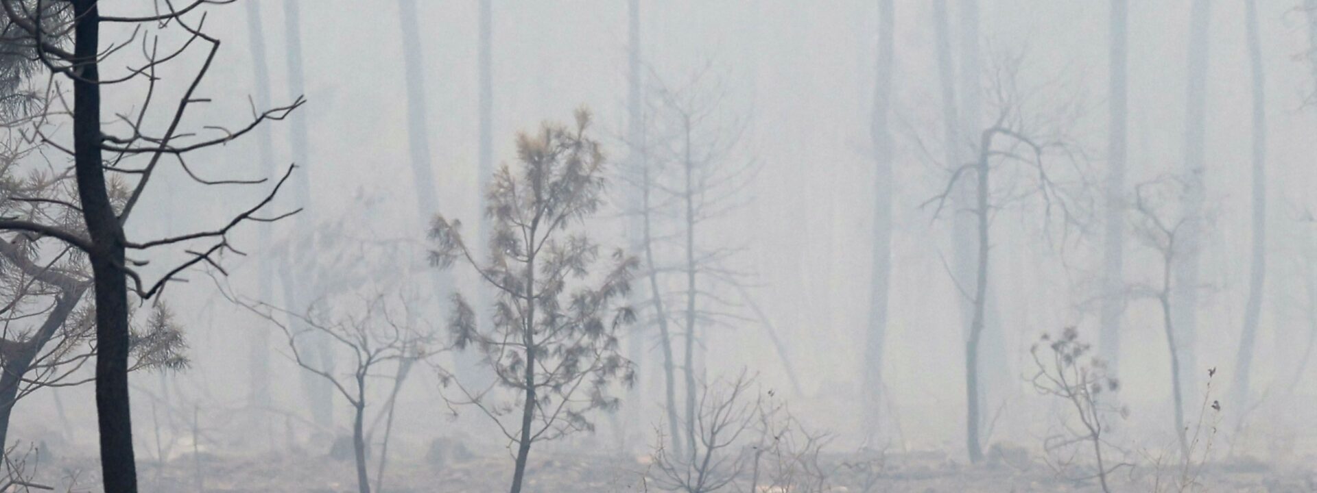 Here's the rewritten text:

How can brands handle the risks of wildfires?