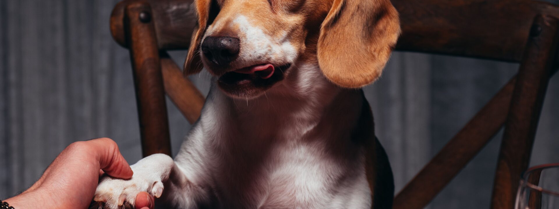 A Bad Bunny and a Beagle walk into a restaurant...