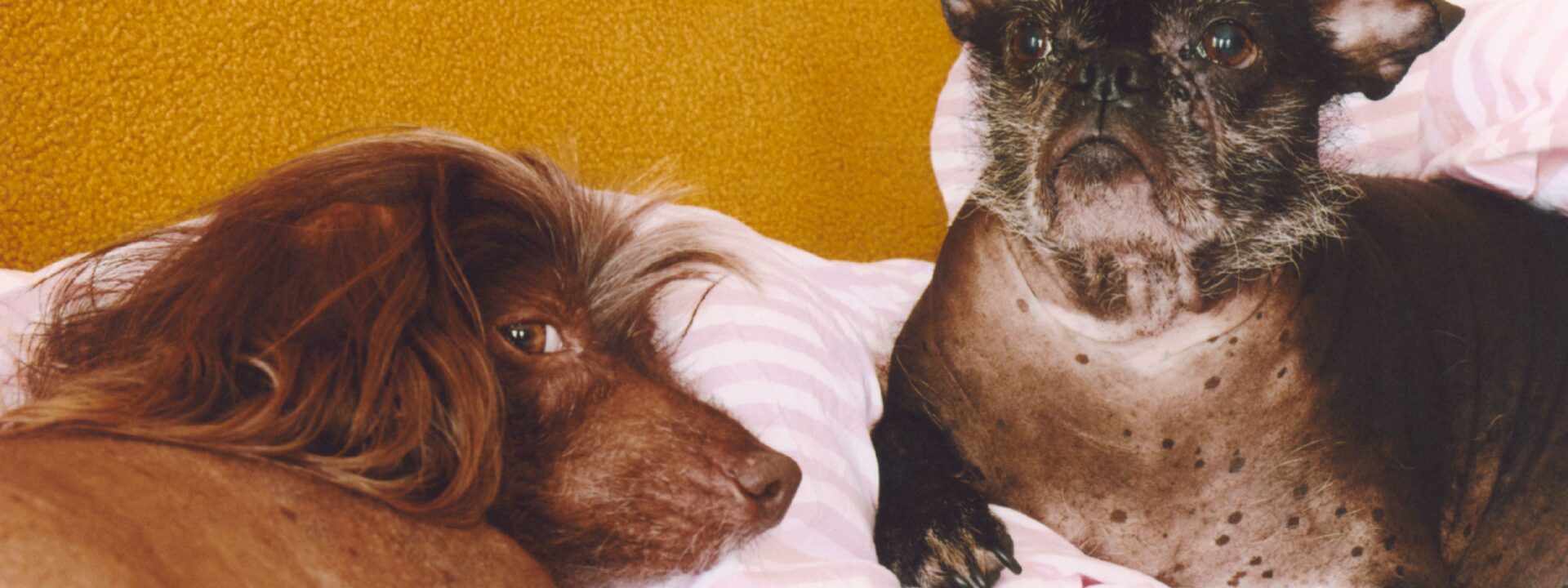 Lena Dunham’s hairless dogs have taught her to stay calm and keep going.