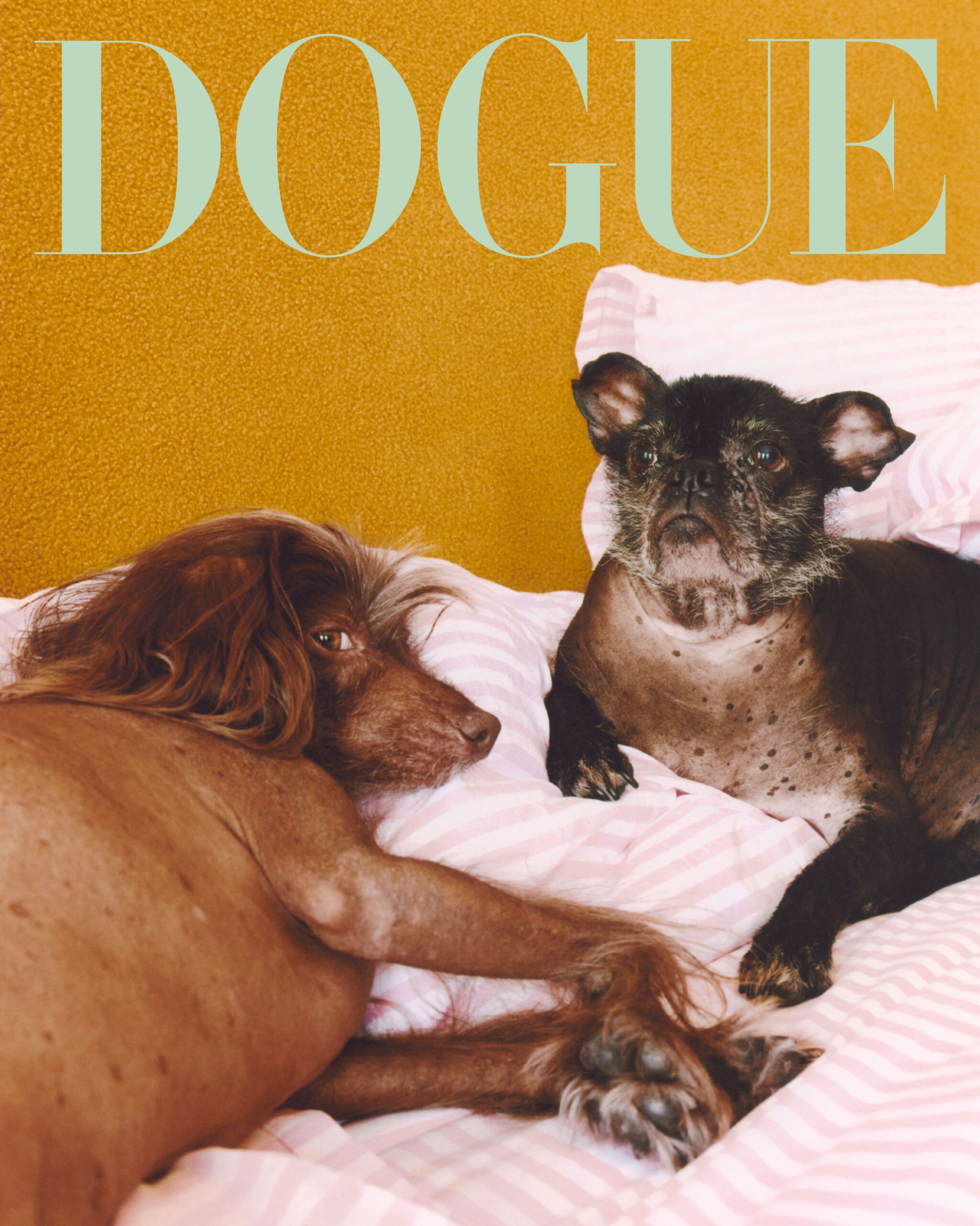 DOGUE26_LD_cover