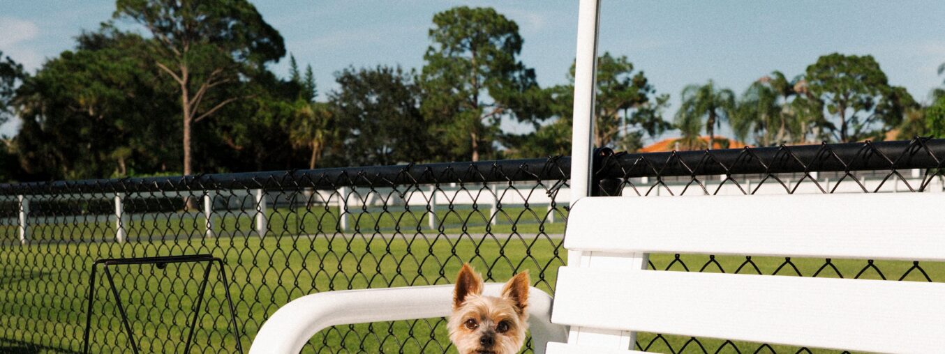 Serena Williams already had two dogs—but then she brought home Christopher 'Chip' Rafael Nadal.